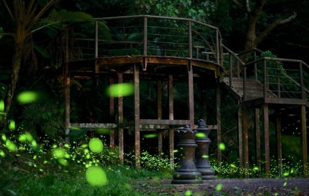 石碇賞螢 石碇賞螢