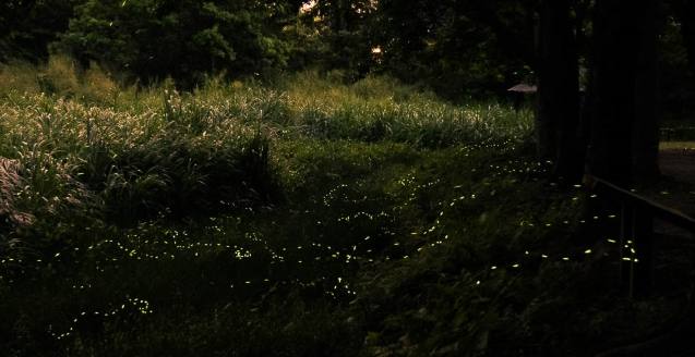 台灣賞螢地點 台灣賞螢地點