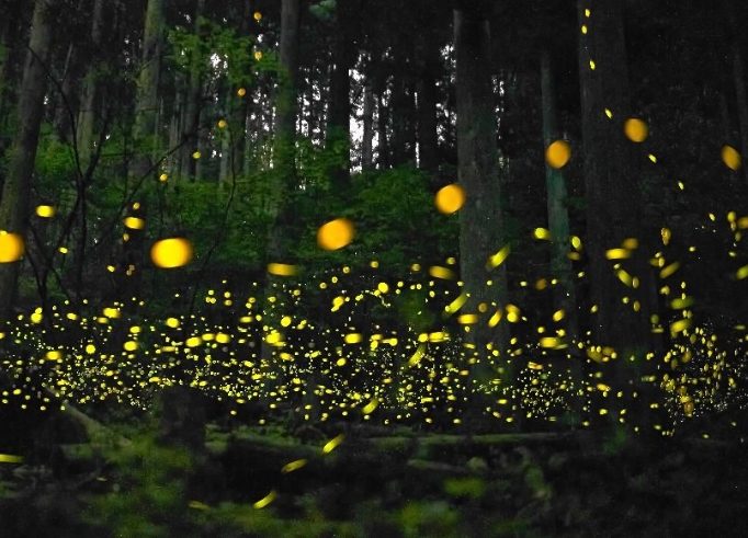 螢火蟲幾點出來