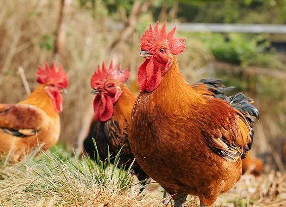 土雞養殖 土雞養殖