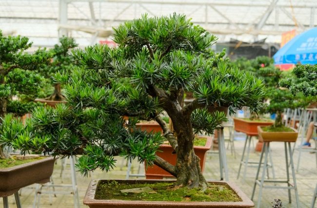 羅漢松養護 羅漢松養護