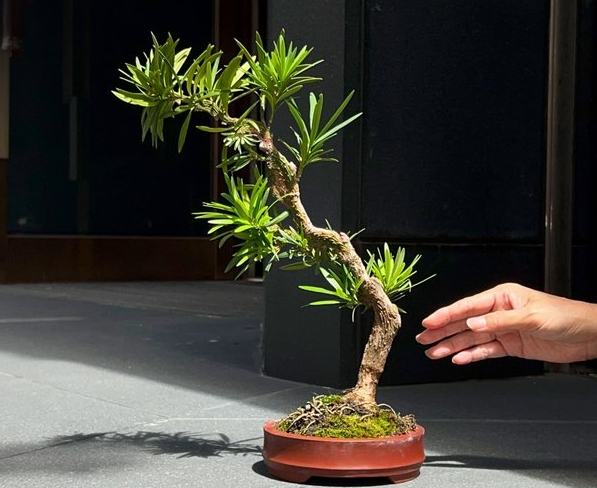 蘭嶼羅漢松種植 蘭嶼羅漢松種植