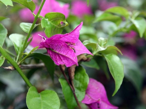 九重葛缺鐵症狀 九重葛缺鐵症狀