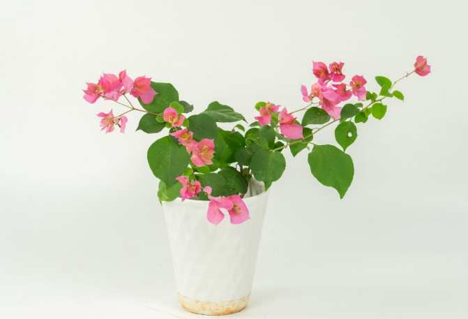 三角梅開花技巧 三角梅開花技巧