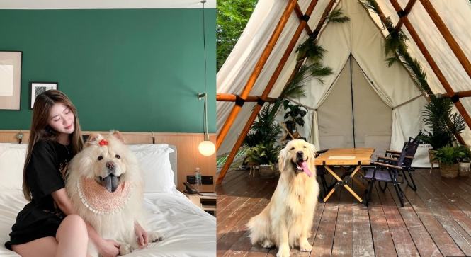 沙鹿寵物友善旅館