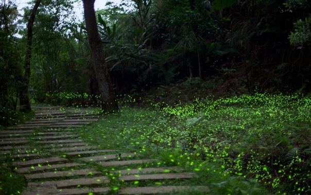 石碇賞螢 石碇賞螢