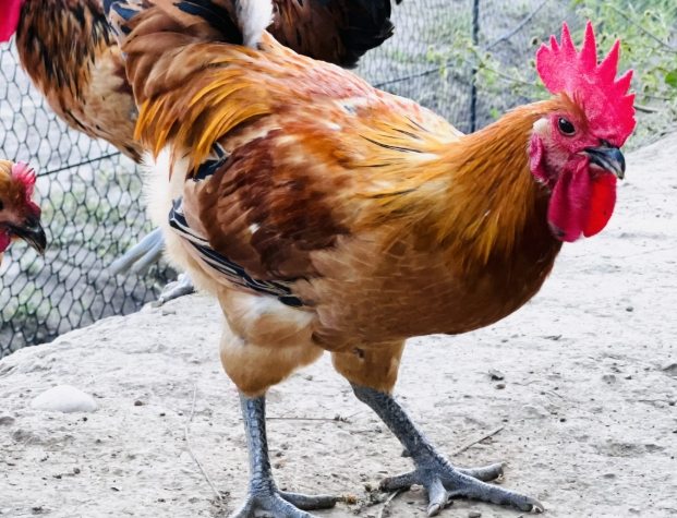 土雞養殖 土雞養殖