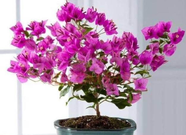 九重葛開花促進 九重葛開花促進