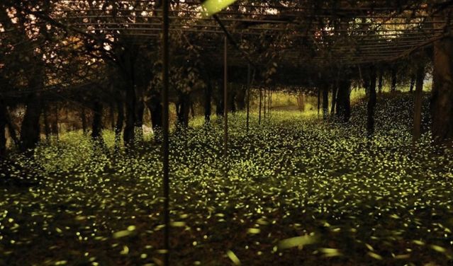 那瑪夏螢火蟲步道推薦