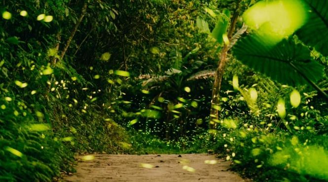 苗栗螢火蟲季節