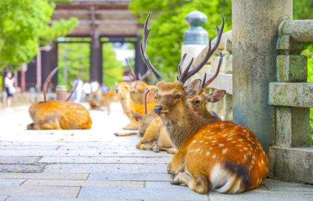 關西旅遊攻略 關西旅遊攻略