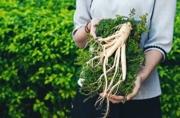 鮮人參食用注意事項 鮮人參食用注意事項
