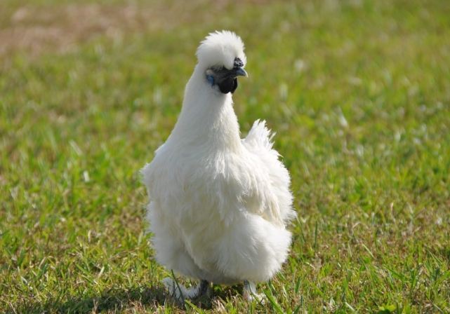 烏骨雞功效 烏骨雞功效