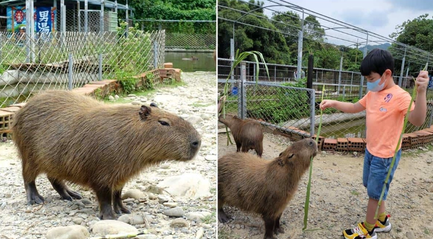 桃園農場水豚全攻略：參觀秘訣、互動體驗與必知事項