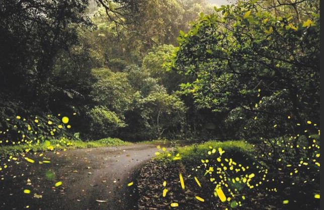 台灣螢火蟲季節 台灣螢火蟲季節