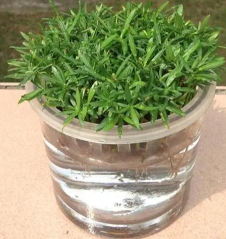 羅漢松水培生根