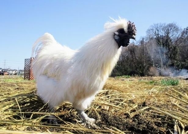 烏骨雞食療 烏骨雞食療