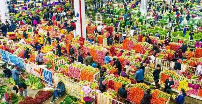 斗南花市交通 斗南花市交通