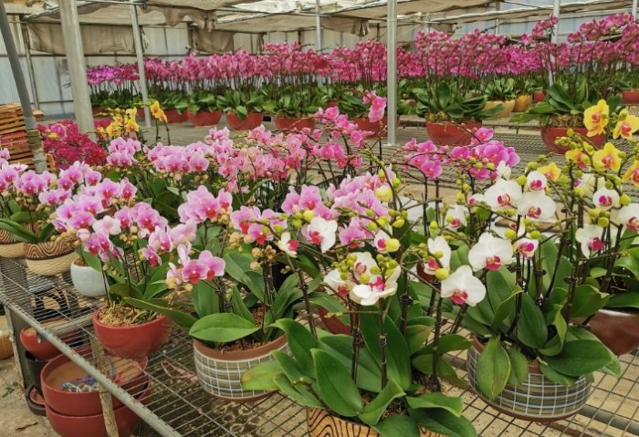 中壢花卉市場 中壢花卉市場