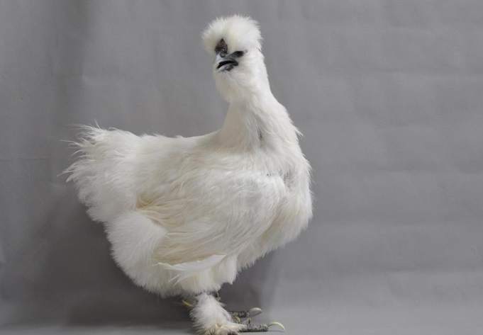 烏骨雞營養 烏骨雞營養