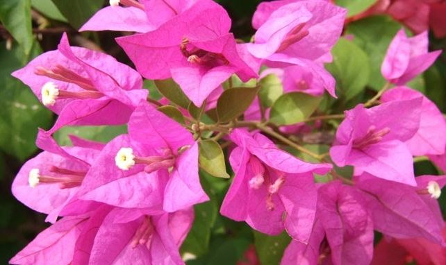 九重葛照顧技巧 九重葛照顧技巧