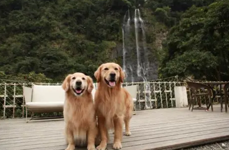 烏來瀑布3號寵物