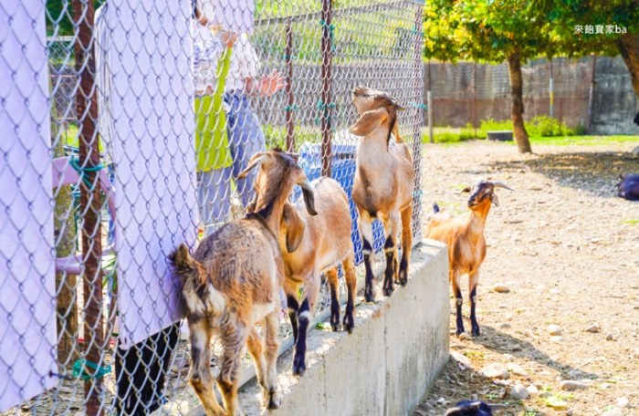 日月潭周邊遊玩 日月潭周邊遊玩