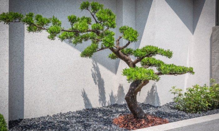 羅漢松養護方法 羅漢松養護方法