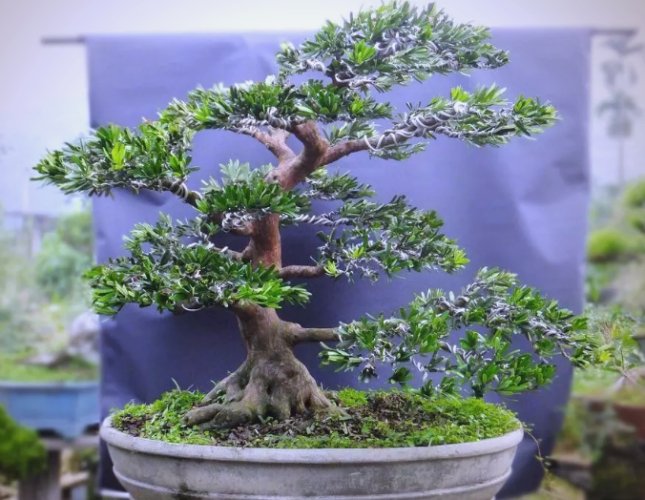 羅漢松風水 羅漢松風水