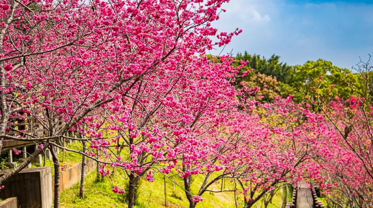 桃園龜山好玩的地方