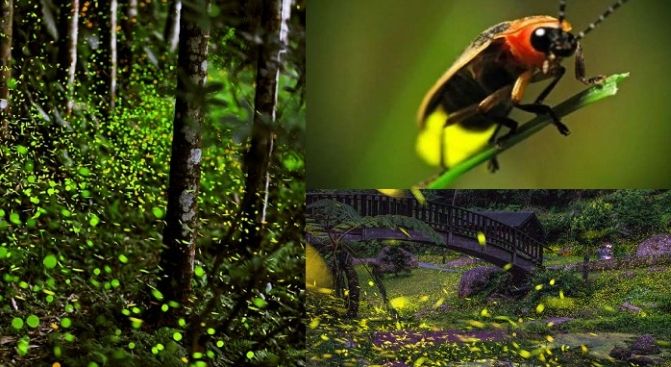 台灣賞螢地點 台灣賞螢地點