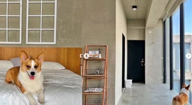 南屯寵物友善民宿 南屯寵物友善民宿