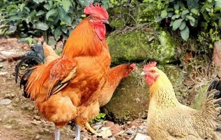 烏骨雞跟土雞哪裡不一樣