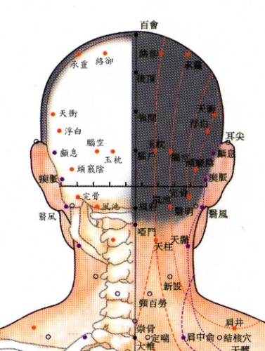 頭部穴道對應器官
