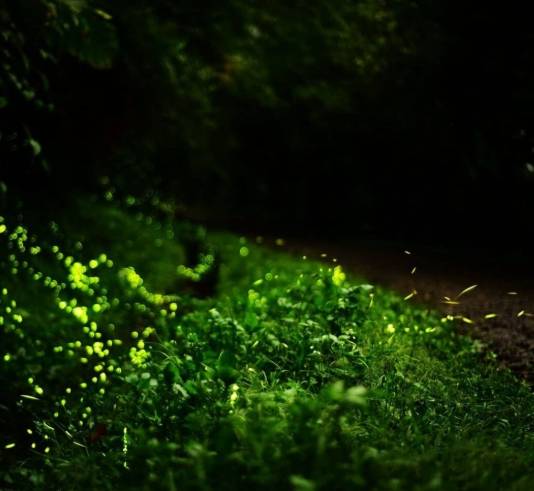 桃園螢火蟲 桃園螢火蟲