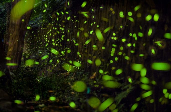 三義螢火蟲秘境