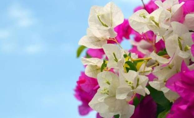 三角梅養護方法 三角梅養護方法