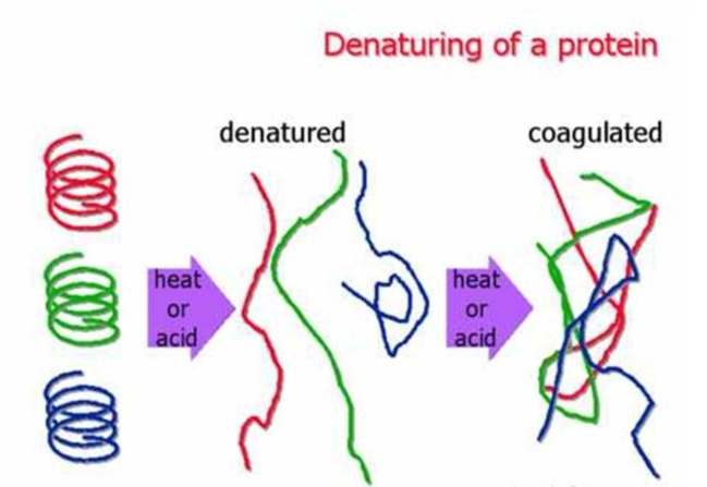 蛋白質變性低溫
