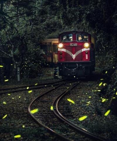 阿里山螢火蟲季節 阿里山螢火蟲季節