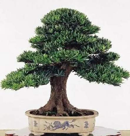 雀舌松盆景技巧 雀舌松盆景技巧
