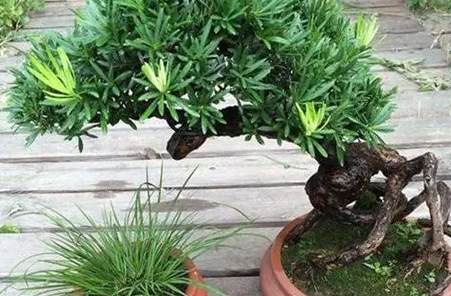 羅漢松養護方法 羅漢松養護方法