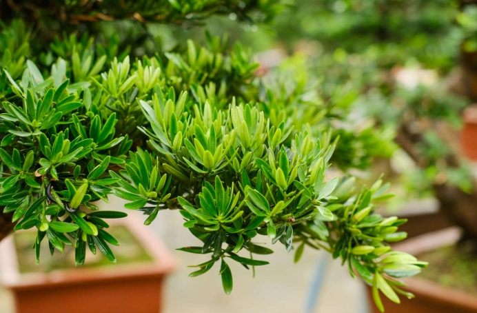 種羅漢松好處 種羅漢松好處