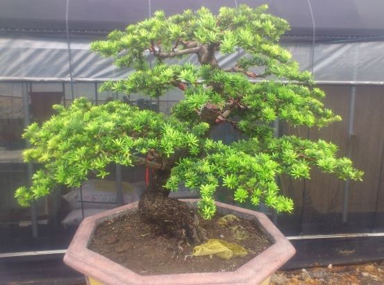 蘭嶼羅漢松病蟲害防治 蘭嶼羅漢松病蟲害防治