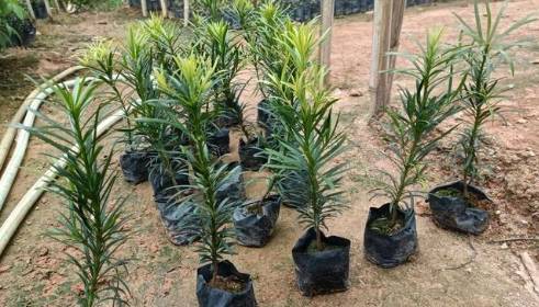 罗汉松嫁接技巧