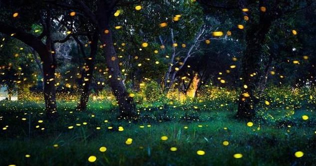 屏東螢火蟲地點