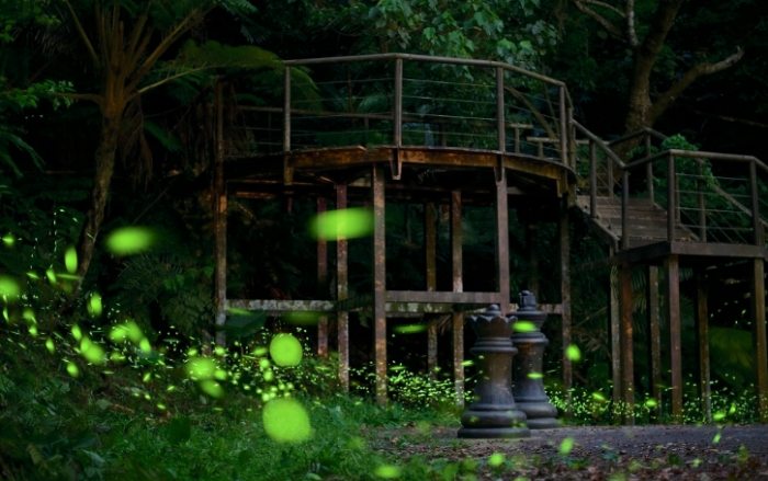 角板山賞螢 角板山賞螢