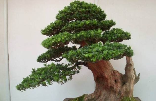 羅漢松藥用價值 羅漢松藥用價值