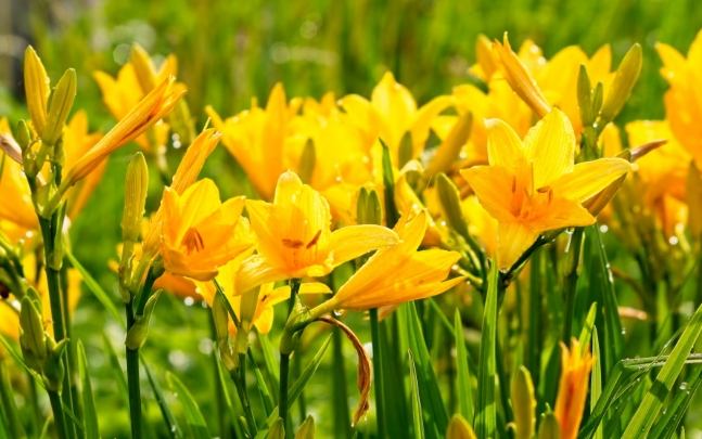 金針花助眠方法 金針花助眠方法