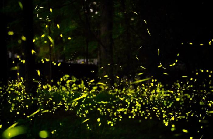 螢火蟲須知