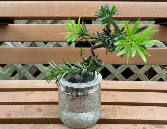 種羅漢松好處 種羅漢松好處